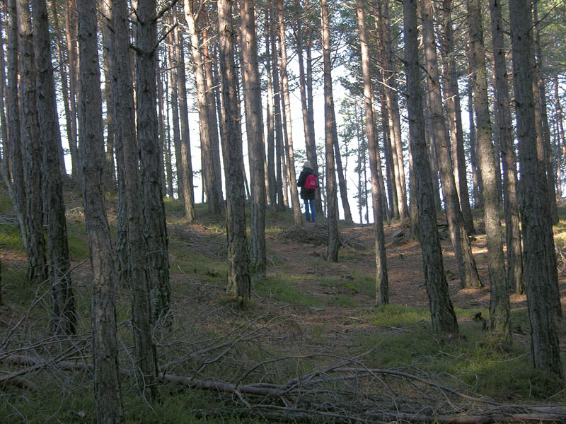 Nei boschi del mauretto..quando il gatto non c''�...